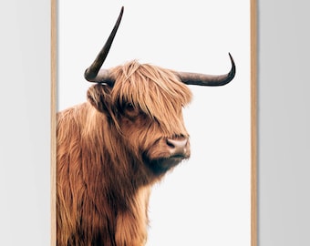 Highland Kuh Portrait, schottische Kuh Portrait (Instant Download)