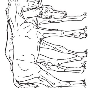 Full Horse Coloring Book Featuring the BOGO Colts Digital | Etsy