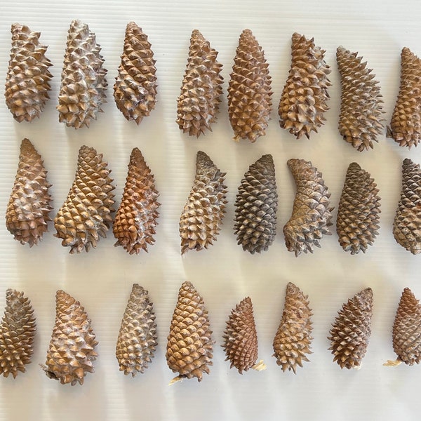 Knobcone Pine Cone - Etsy