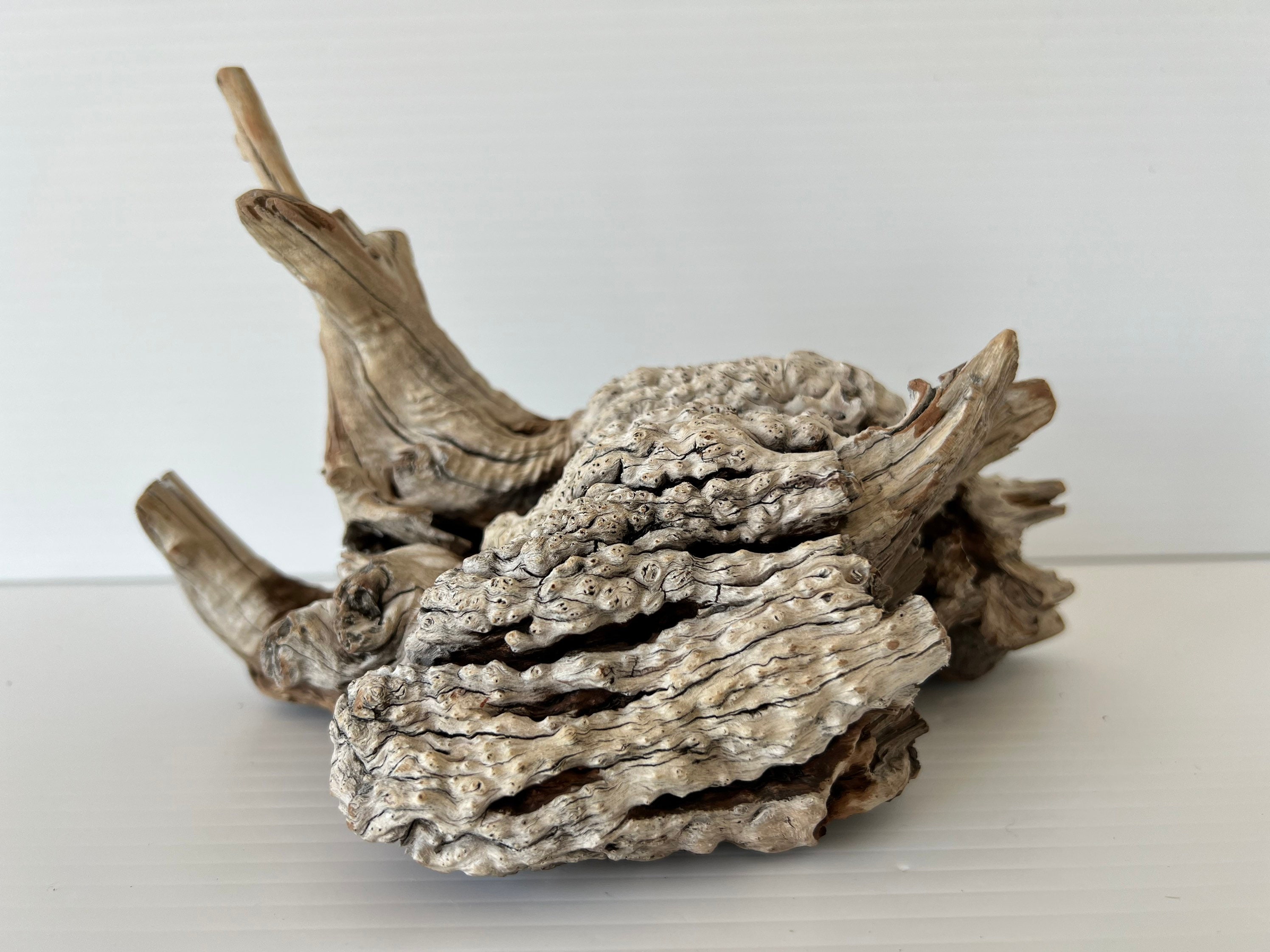 Manzanita Burl/ Manzanita Root /mountain Driftwood / Reptile Etsy