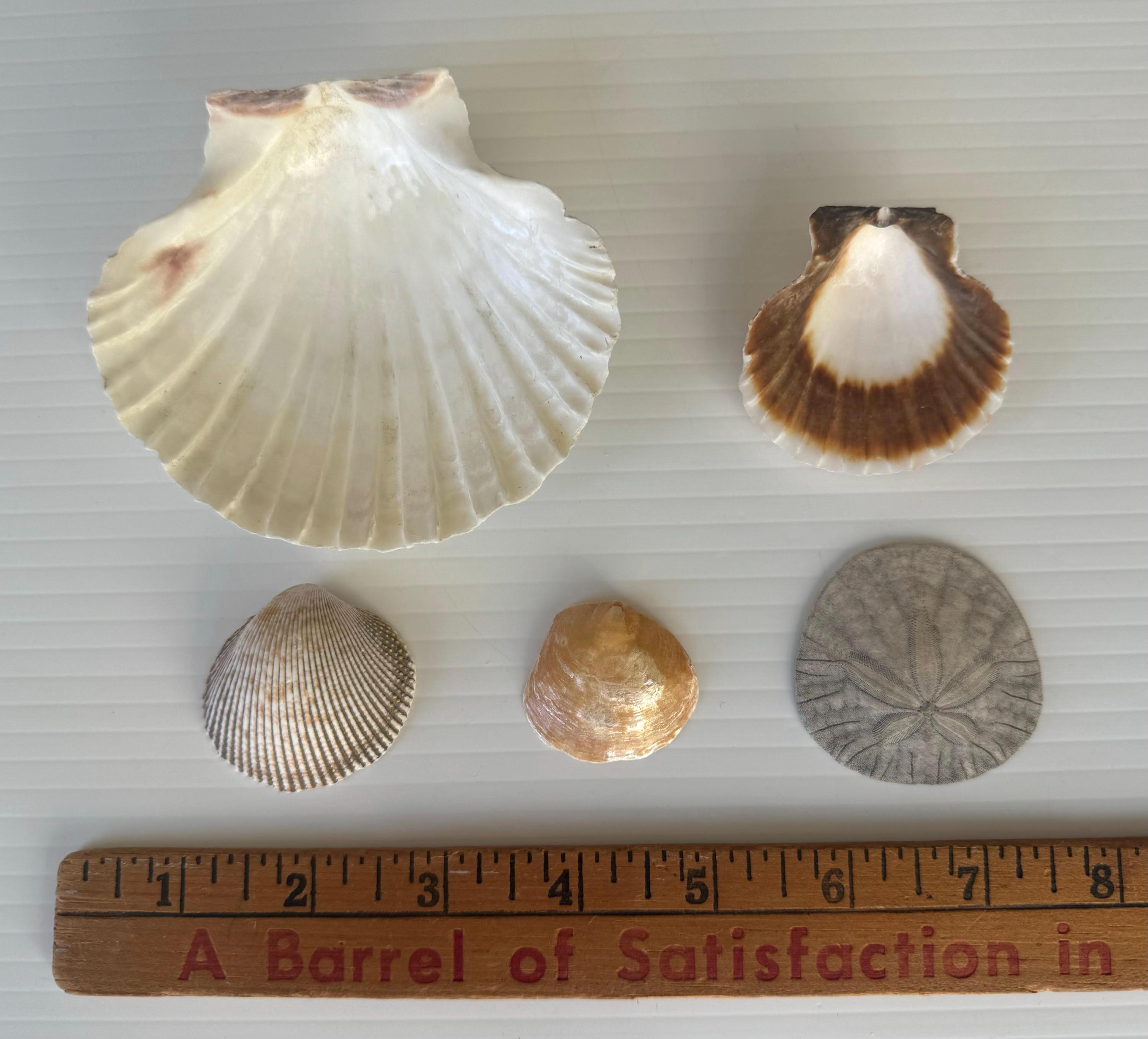 Beachcombing Collection / Sea Shells / Sea Glass / Blue Coral / Sea ...