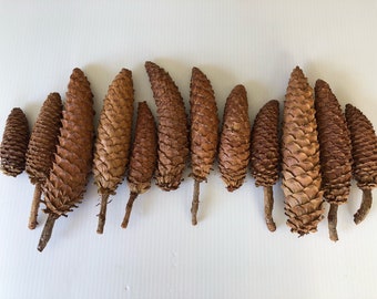 12 Sugar Pinecones  | Christmas Decor | Natural Pine Cones | Rustic Weddings | Long Pinecones | Pinecones | Closed Pine Cones | Real Pinecon