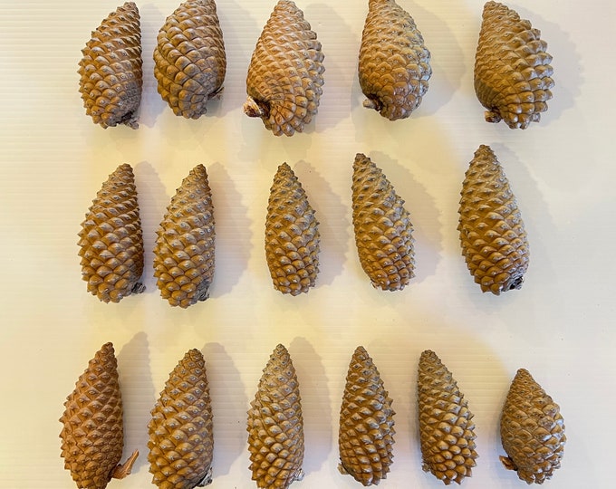 16 Knobcone Pinecones/ Knobcone Pine Cones / Third Eye Pine Cones Etsy