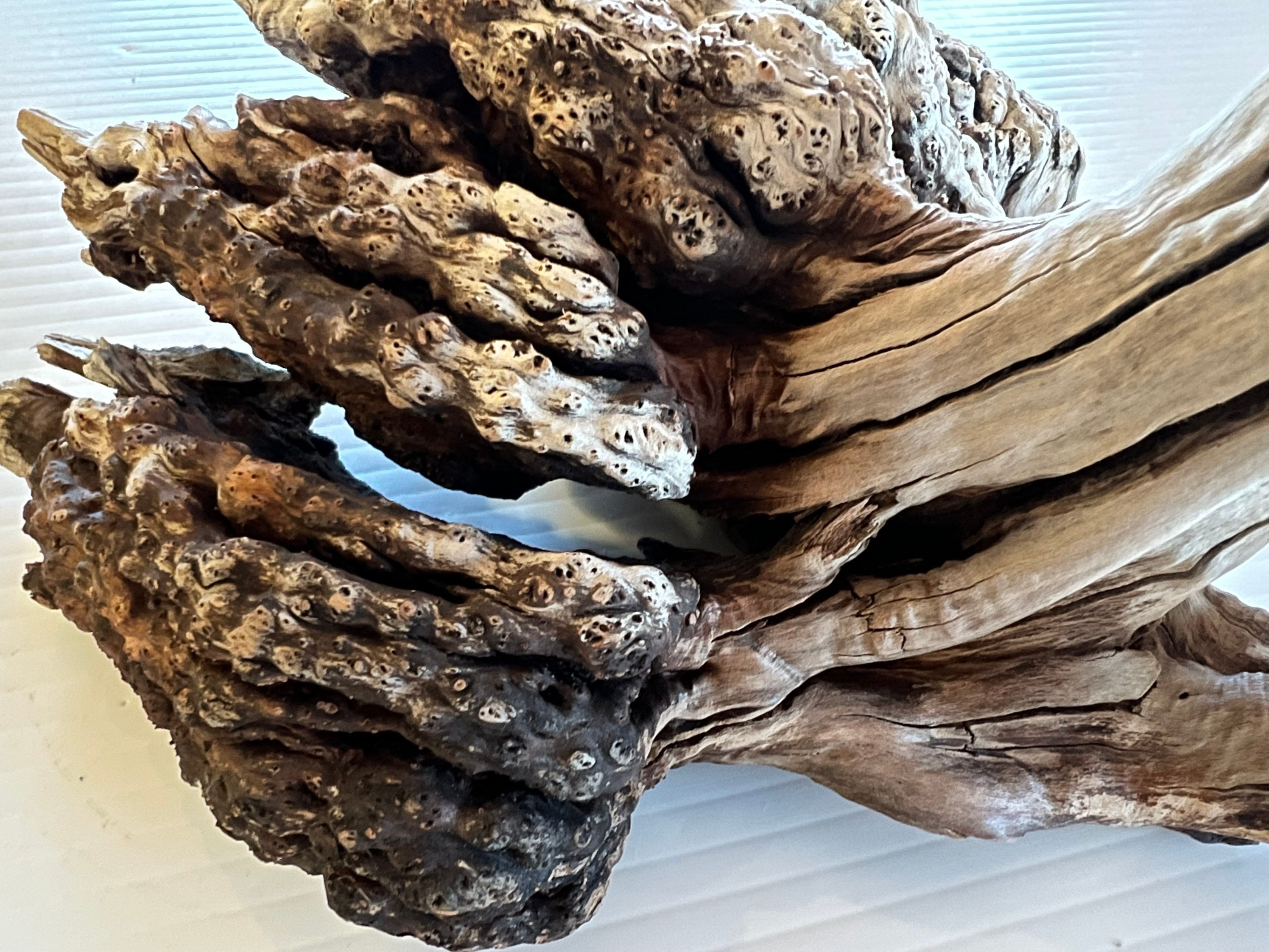 Manzanita Burl/ Manzanita Root /mountain Driftwood / Reptile Etsy