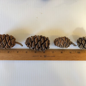 K&ouml;nnte beinhalten: Vier braune Tannenzapfen in verschiedenen Gr&ouml;&szlig;en sind auf einer wei&szlig;en Oberfl&auml;che mit einem Holzlineal darunter aufgereiht. Das Lineal ist in Zoll eingeteilt.