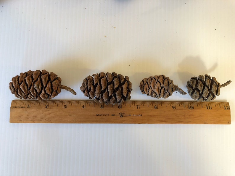 K&ouml;nnte beinhalten: Vier braune Tannenzapfen in verschiedenen Gr&ouml;&szlig;en sind auf einer wei&szlig;en Oberfl&auml;che mit einem Holzlineal darunter aufgereiht. Das Lineal ist in Zoll eingeteilt.