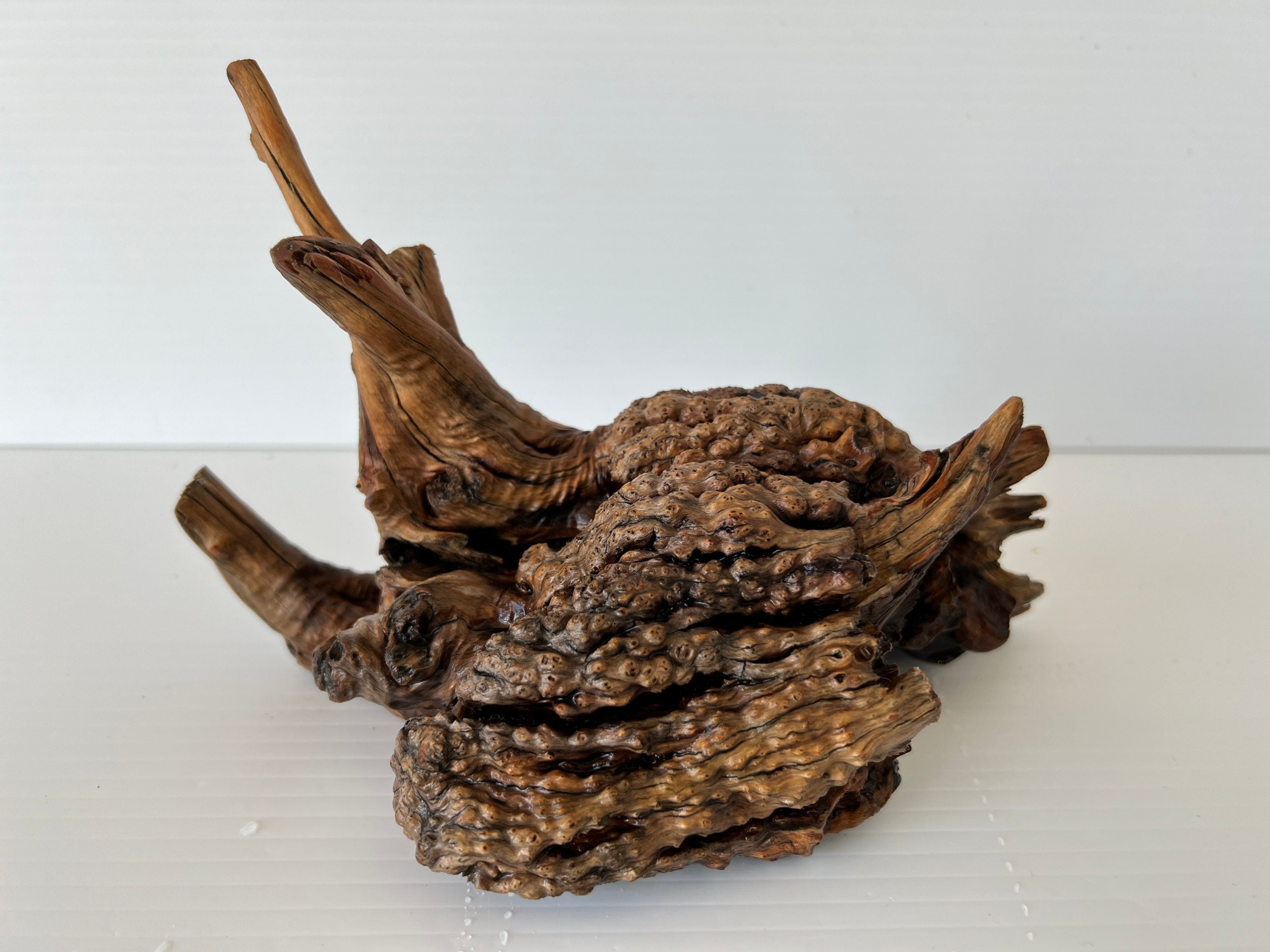 Manzanita Burl/ Manzanita Root /mountain Driftwood / Reptile Etsy