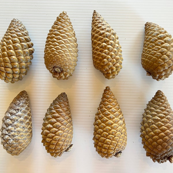 Third Eye Pinecones Etsy