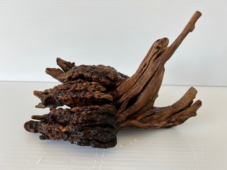 Manzanita Burl/ Manzanita Root /mountain Driftwood / Reptile Etsy