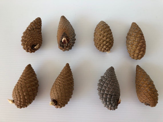 Knobcone Pinecones/ Knobcone Pine Cones / Third Eye Pine Cones | Etsy