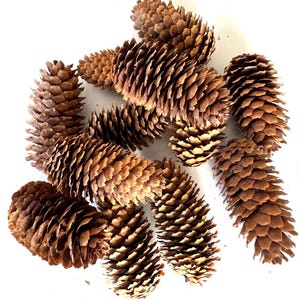 Blue Spruce Pine Cones | 50+ Pine Cones | Christmas Decor | Natural Pine Cones | Rustic Weddings | Pinecones | Real Pinecones