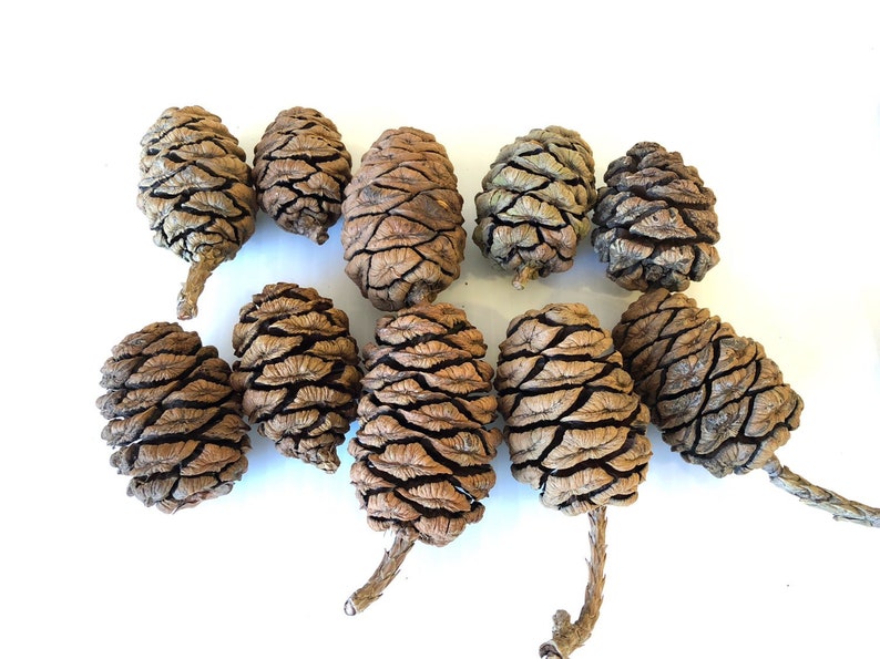Sequoia Pine Cones / 20 Small Pine Cones / Redwood Pine Cones Etsy