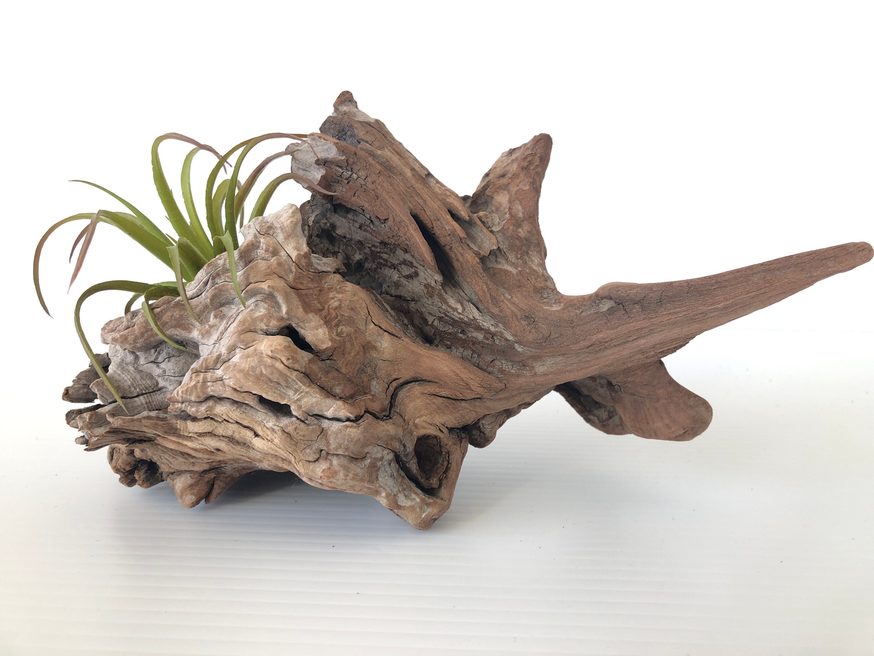 Manzanita Wood for sale Only 3 left at 60