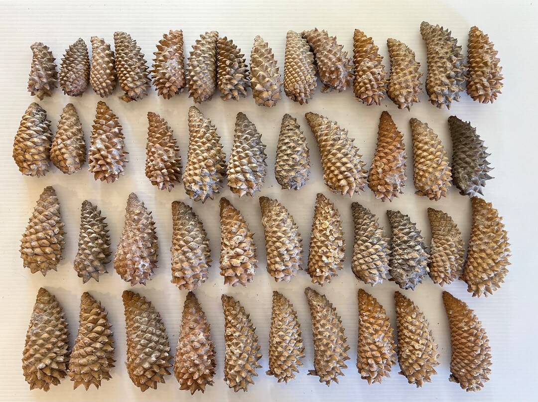42 Knobcone Pinecones/ Knobcone Pine Cones / Third Eye Pine - Etsy