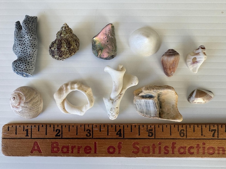Beachcombing Collection / Sea Shells / Sea Glass / Blue Coral / Sea ...