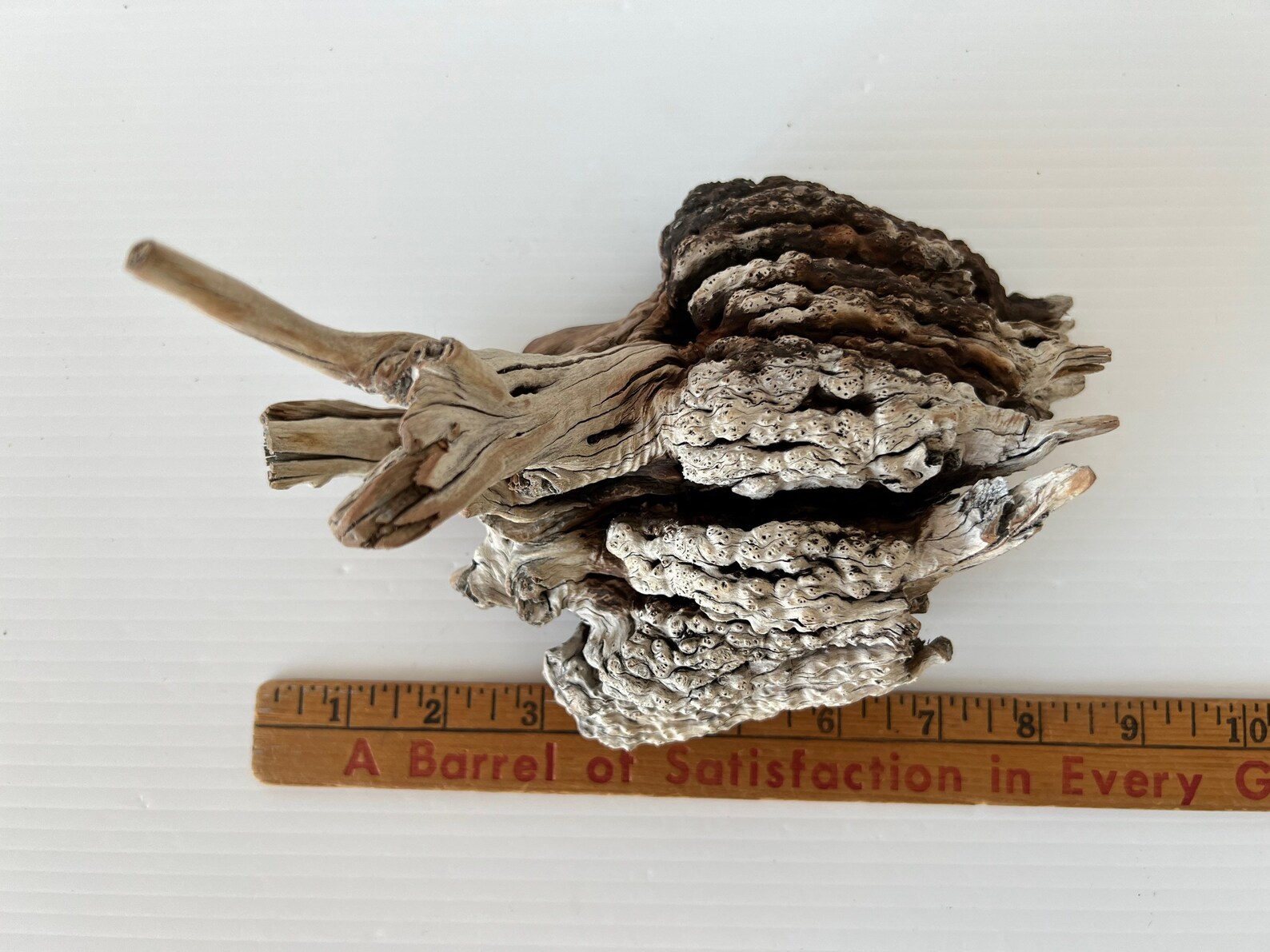 Manzanita Burl/ Manzanita Root /mountain Driftwood / Reptile Etsy