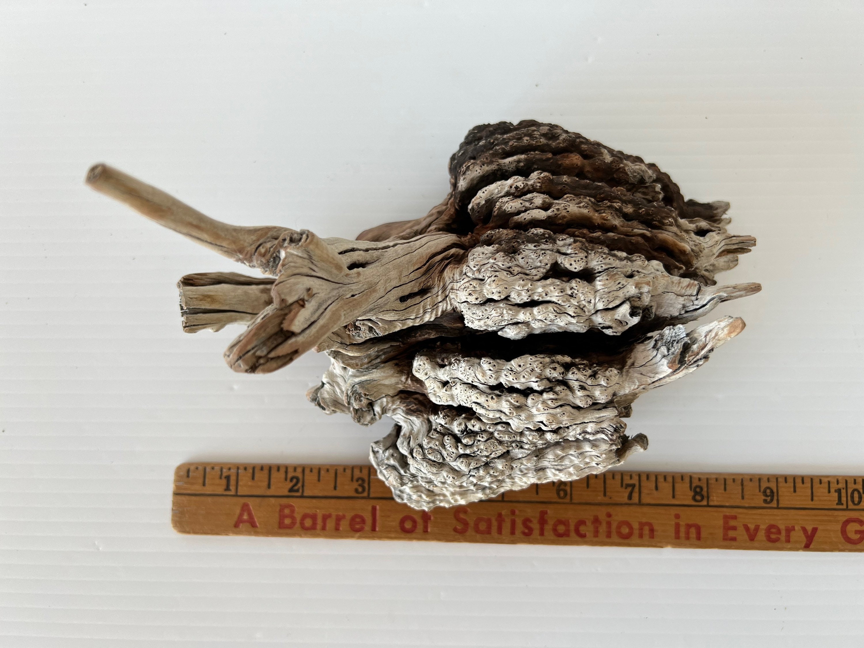 Manzanita Burl/ Manzanita Root /mountain Driftwood / Reptile Etsy