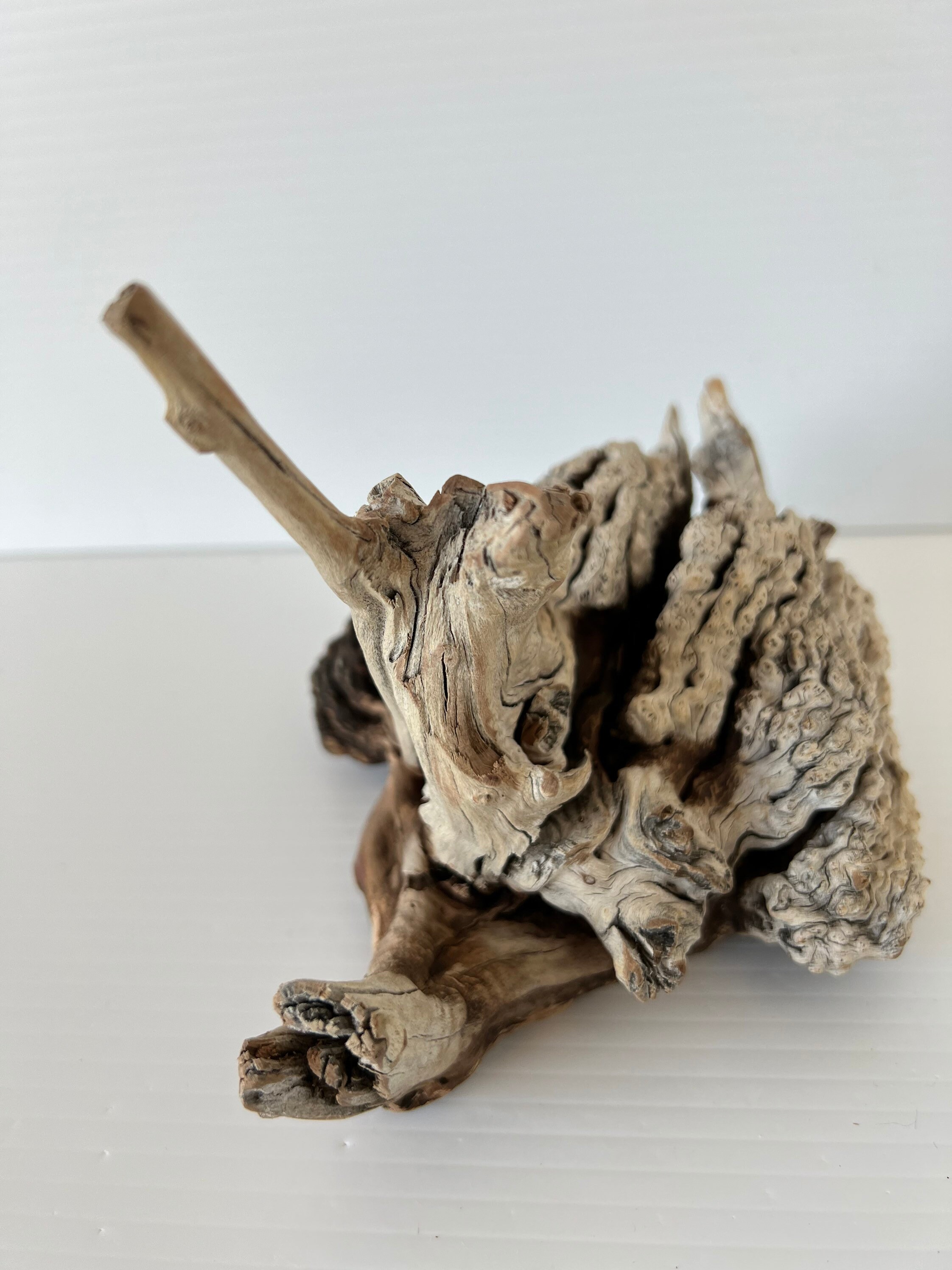 Manzanita Burl/ Manzanita Root /mountain Driftwood / Reptile Etsy