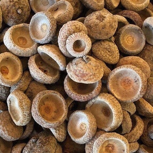 Acorn Tops / Acorn Caps / 50 Real Acorn Tops / Natural Crafts supply / Fairy Garden Supplies