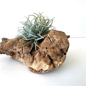 Manzanita Burl/ Manzanita Root/Mountain Driftwood/Habitat per rettili/Vaso per fioriere/Legno per acquari/Decorazione naturale