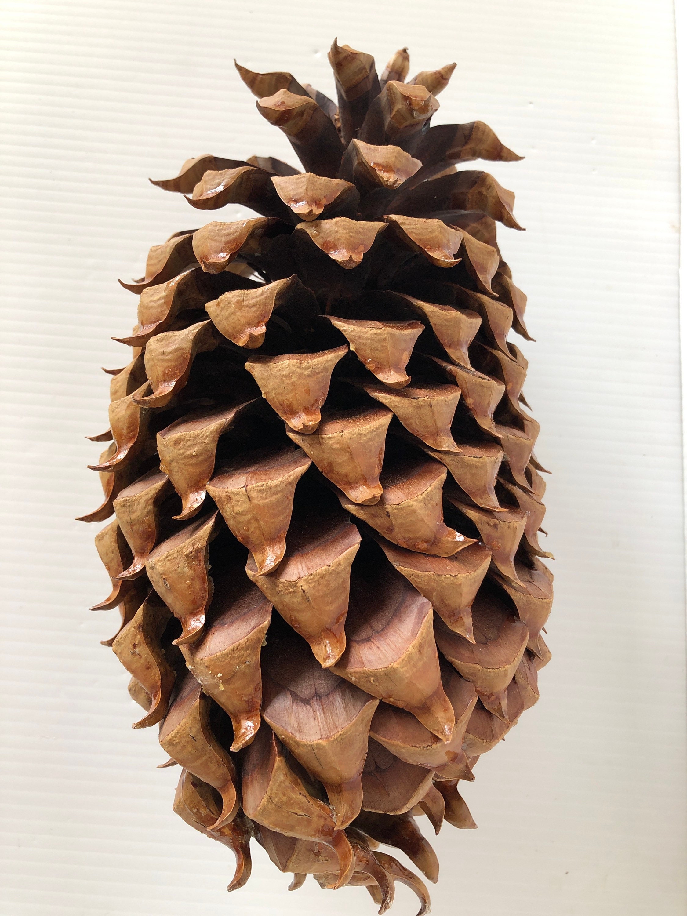 Coulter "Widowmaker" Pine Cone 12" Coulter "Widowmaker" Pine Cone 12"
