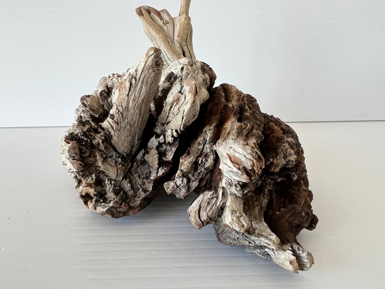 Manzanita Burl/ Manzanita Root /mountain Driftwood / Reptile Etsy