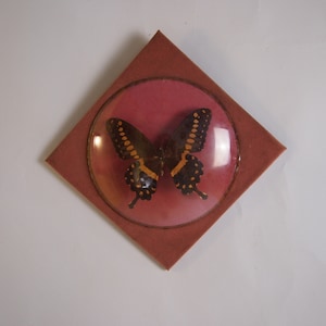 Butterfly / vintage frame