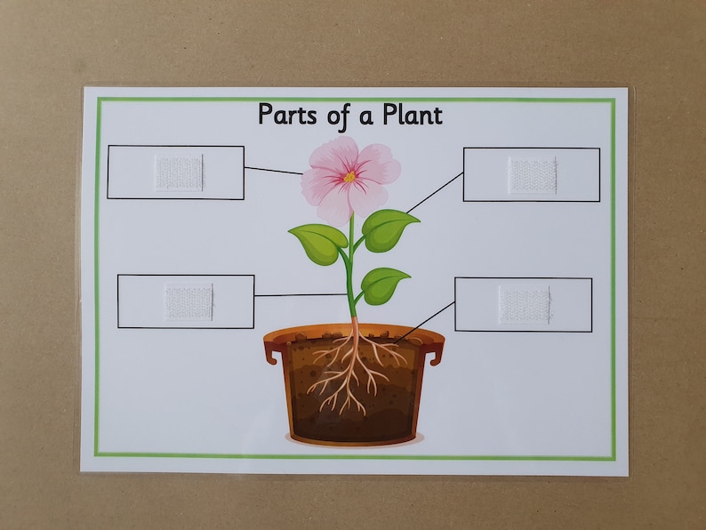 Parts of a Plant Interactive Worksheet EYFS KS1 Nature Etsy Australia