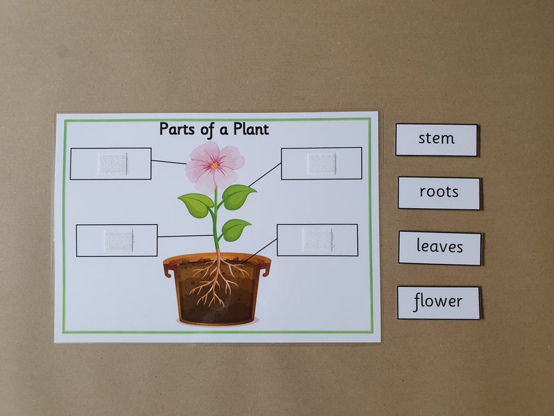 Parts of a Plant Interactive Worksheet EYFS KS1 Nature Etsy Australia