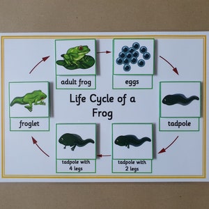 May include: Educational diagram showing the life cycle of a frog. The stages are eggs, tadpole, tadpole with 2 legs, tadpole with 4 legs, froglet, and adult frog. Each stage is labelled with text and an image.