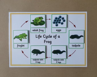 science worksheets etsy uk