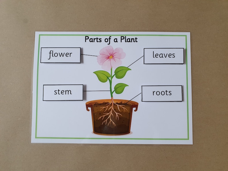 Parts of a Plant Interactive Worksheet EYFS KS1 Nature Etsy Australia