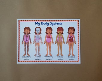 My Body Systems, my body, KS1, KS2, science, learning poster, learning aid, home schooling, teaching resource, educational