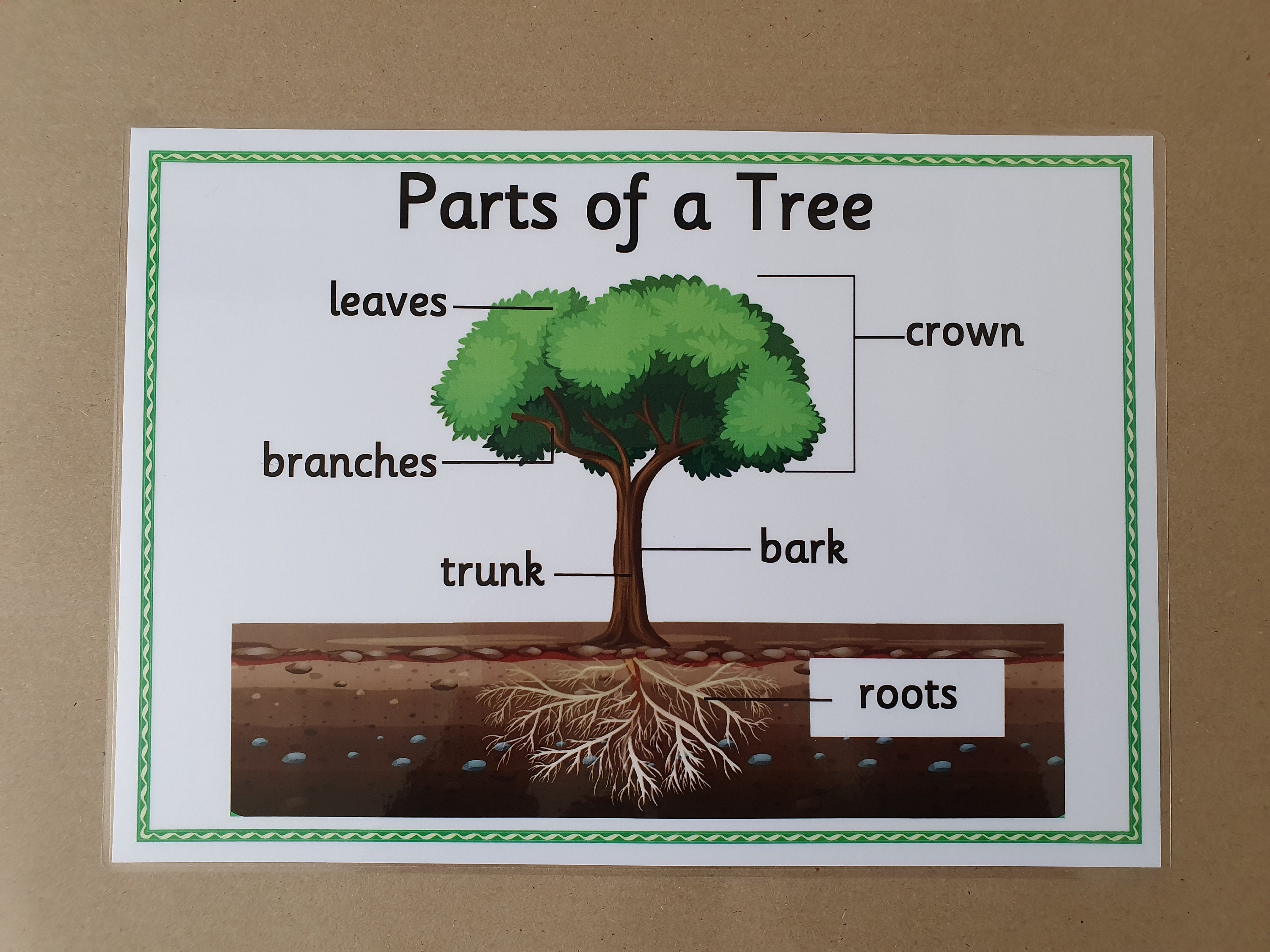 Parts of a Tree, A4 Laminated Poster, EYFS, KS1, Nature, Trees, Science ...