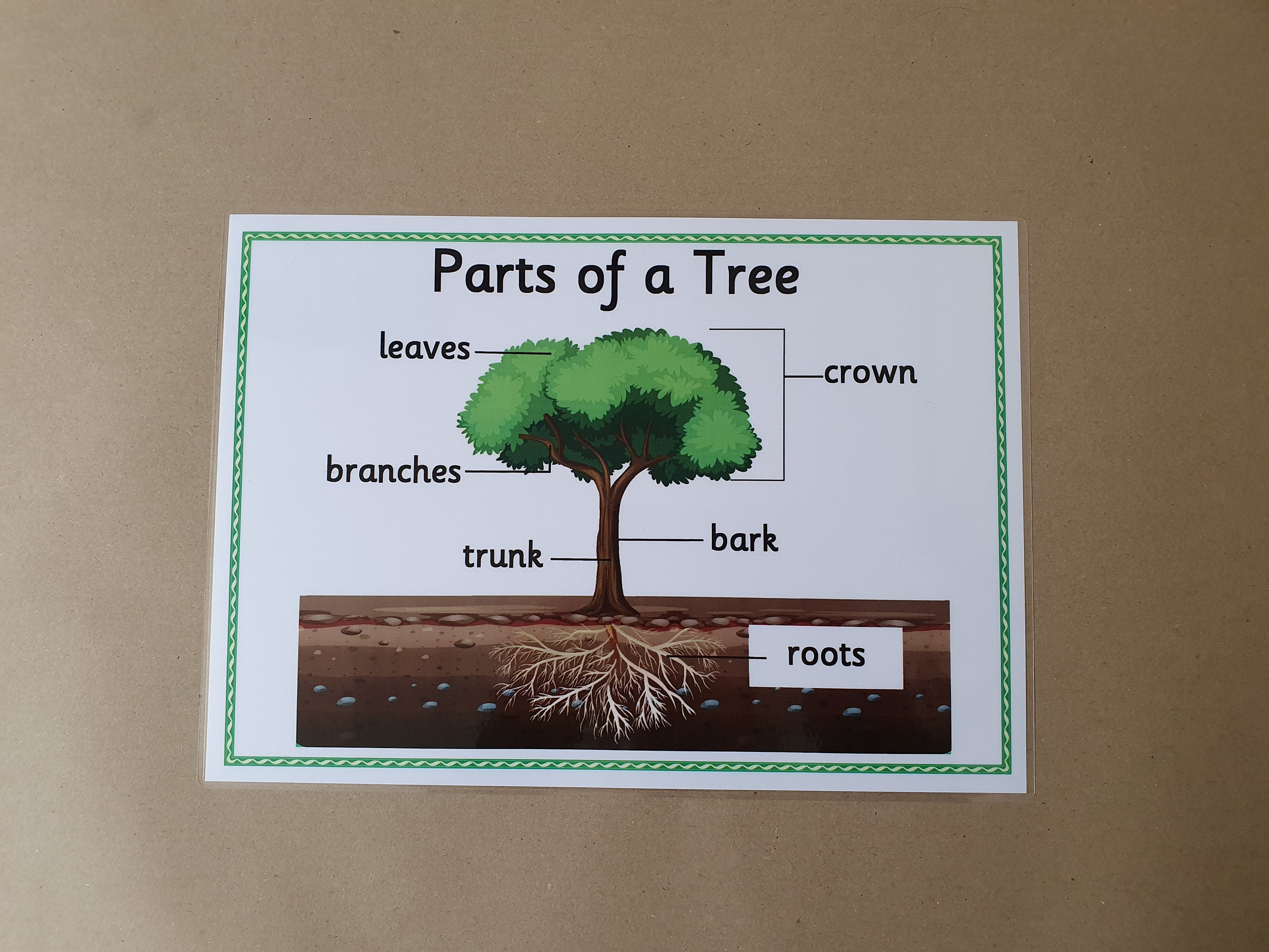 Tree Models Eyfs Parts of a Tree, A4 Laminated Poster, EYFS, KS1, Nature, Trees, Science ...