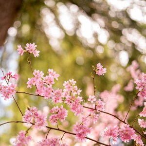 Spring Cherry Blossom - Masonite Backed Art Print