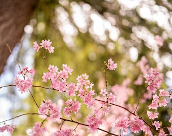 Spring Cherry Blossom - Masonite Backed Art Print