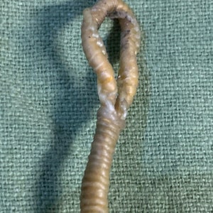 Whip poppers