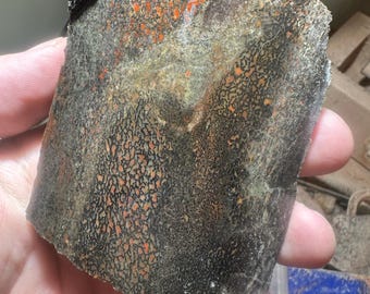 Losa rugosa de hueso de gema de dinosaurio: estructura celular fosilizada multicolor / Ejemplar lapidario de 115 g