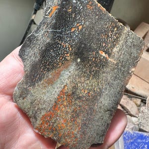 May include: A rectangular piece of fossilized bone with a dark gray and black background. The fossil has orange and white patterns throughout. The fossil is held in a hand.