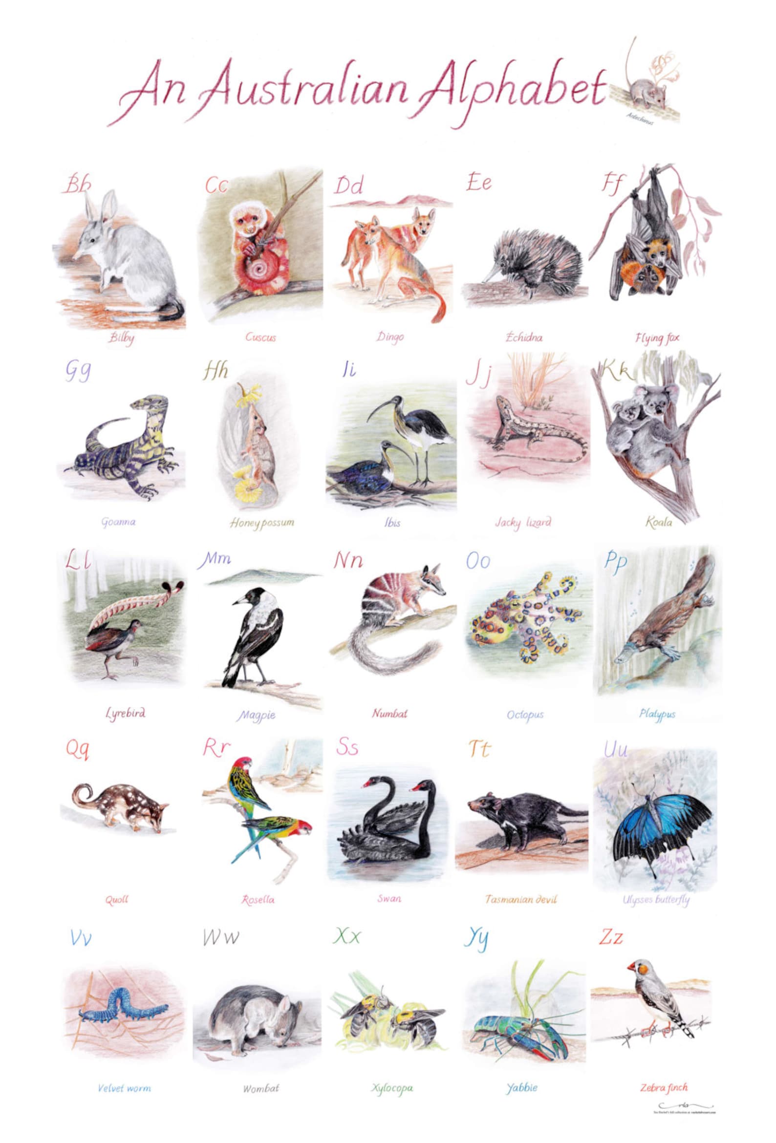 An Australian Alphabet A1 Poster Etsy Australia