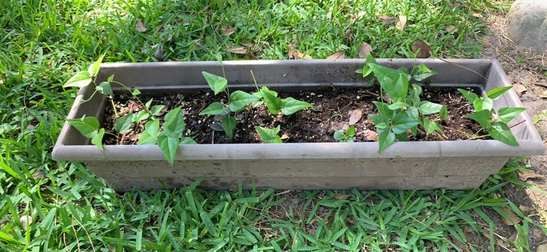 Green Jelly Starter Plants Cin Cau or Suong Sam | Etsy
