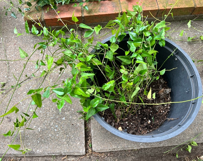 Grass Jelly Vinenatural Jellytiliacora Triandrasương Sâm4 LIVE Potted