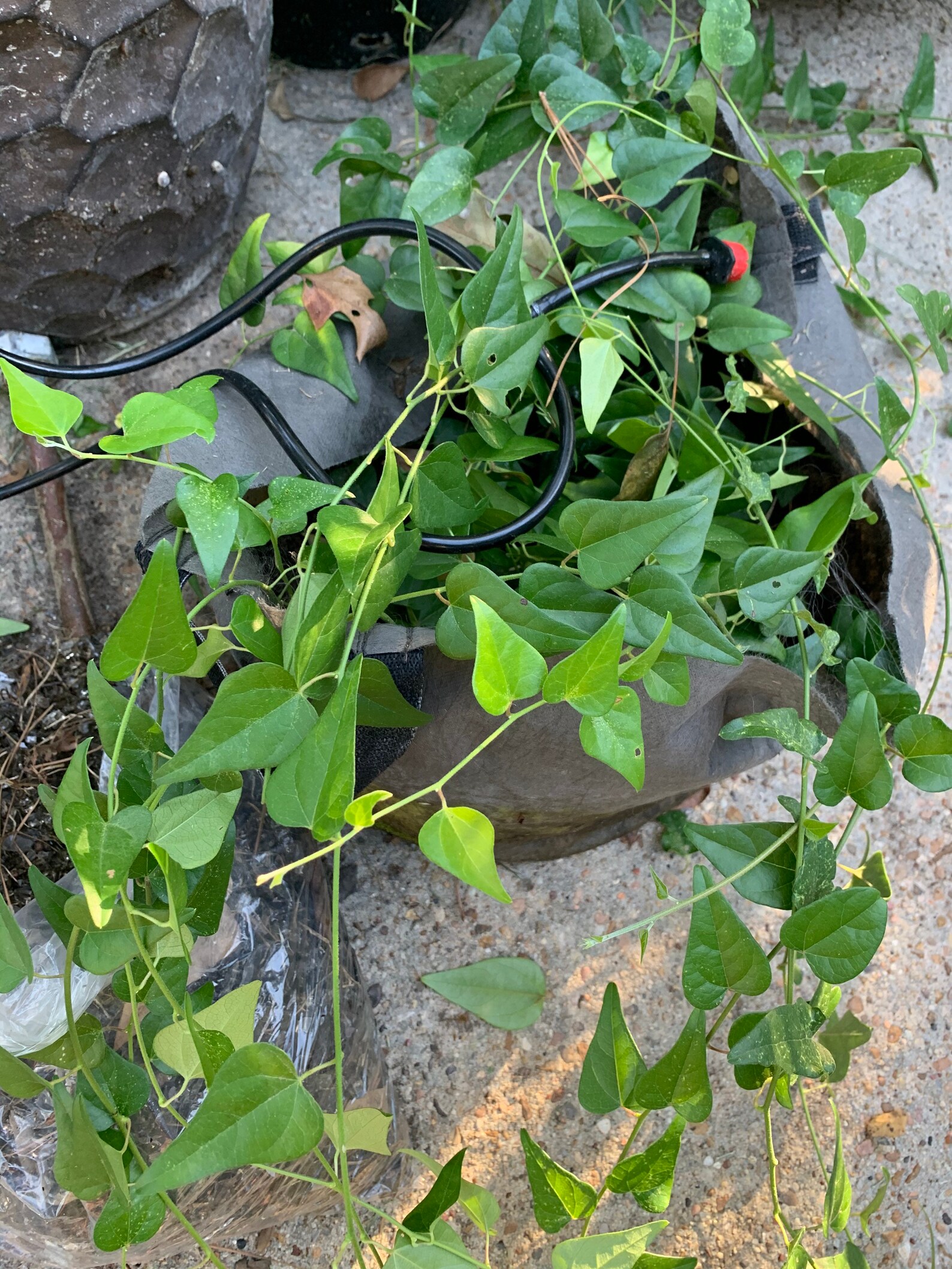 Green Jelly Vine Plants Cincau Suong Sam or Cyclea Barbata Etsy