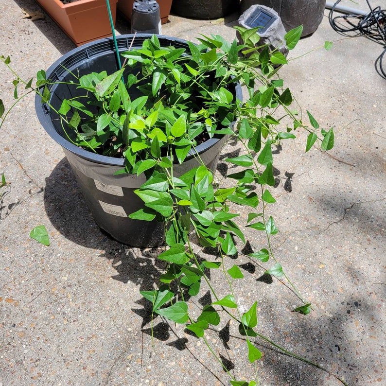 Green Jelly Vine Plants Cincau Suong Sam or Cyclea Barbata Etsy