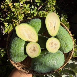 May include: A woven basket filled with green feijoa fruits, some halved to reveal the pale interior. The fruits are surrounded by lush green foliage, creating a natural and fresh aesthetic. The feijoas have a textured skin and are a vibrant green color.