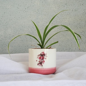 May include: A cylindrical ceramic planter with a cream-coloured upper section and a solid pink base. The planter features a small, detailed illustration of a red flower on the front and contains a green spider plant with long, thin leaves.