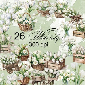 26 PNG Digital clipart white tulips Scrapbook album card watercolor trasparent background PNG