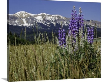 Wildflower Canvas Wall Art, Wild Lupine Mountain Decor, Wyoming Purple Flower Photo, Gift for Mom