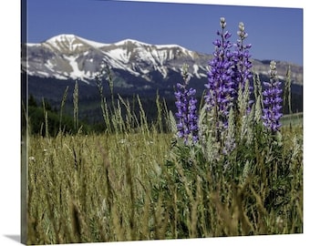 Wildflower Canvas Wall Art, Wild Lupine Mountain Decor, Wyoming Purple Flower Photo Gift for Mom